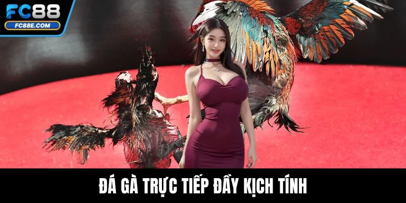 Trang chủ 8 Đá gà trực tiếp đầy kịch tính