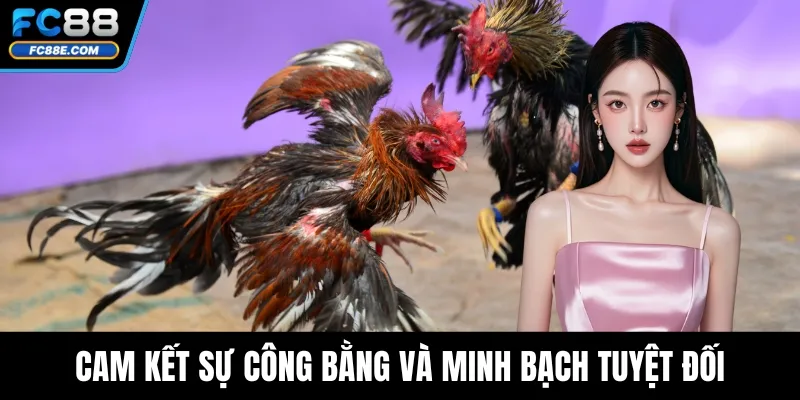 Đá Gà FC88 - Cá Cược Minh Bạch, Thưởng Lớn Mỗi Ngày 4 Cam kết sự công bằng và minh bạch tuyệt đối